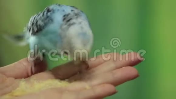 手中的蓝鹦鹉视频的预览图