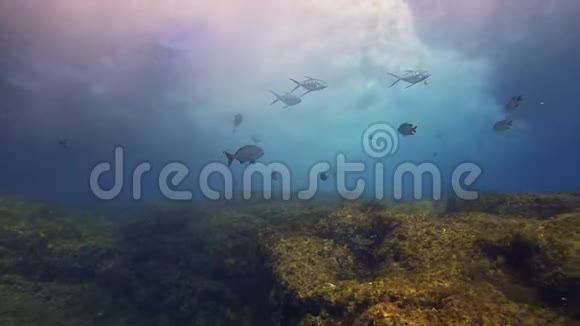 水下银鱼学院蓝色阳光海面波浪视频的预览图