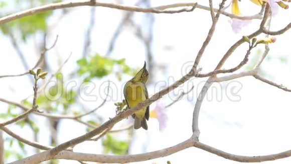 热带雨林树枝上的黄腹太阳鸟视频的预览图