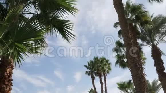 棕榈树顶着蓝天飘着云彩时光流逝视频的预览图