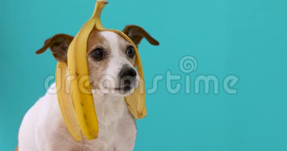 滑稽的狗头上有香蕉皮视频的预览图