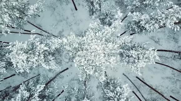 在冰冻的雪云杉冬林上起飞视频的预览图