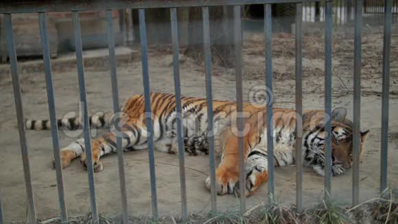 动物园笼子里的老虎视频的预览图