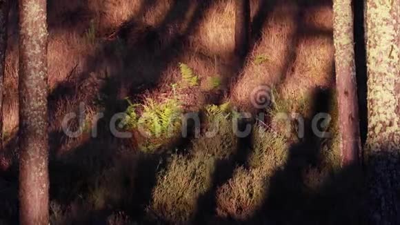 日落的光和阴影穿过松林走向黑暗视频的预览图