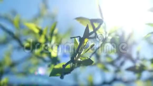 阳光明媚的一天满芽的鸟樱桃枝在风中摇动视频的预览图