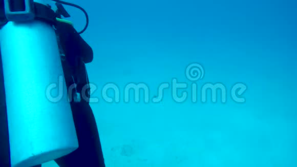 水肺潜水员在德尔卡门海岸游泳与雷莫拉鱼视频的预览图