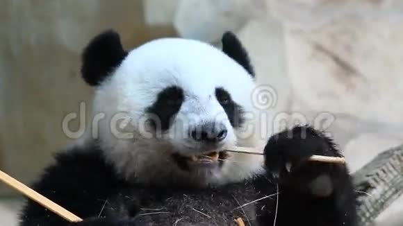 熊猫熊视频的预览图