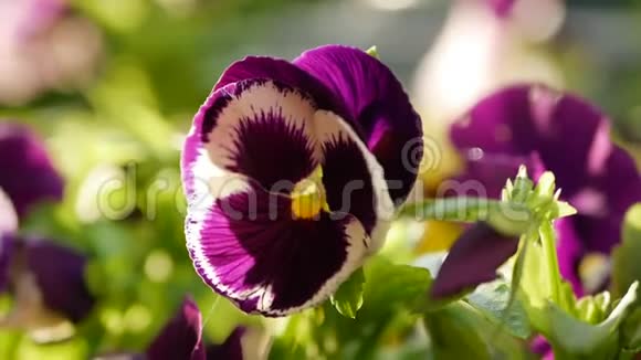 有不同颜色的花盘花园里的紫罗兰花在风中摇曳特写镜头4K视频的预览图