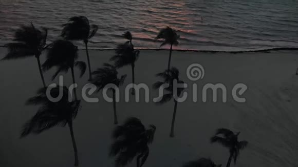 日出时在热带海滩上随风而动的棕榈树剪影视频的预览图