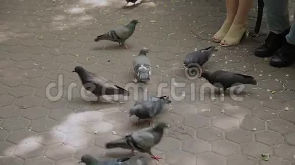 一家人在公园长凳上喂鸽子视频的预览图