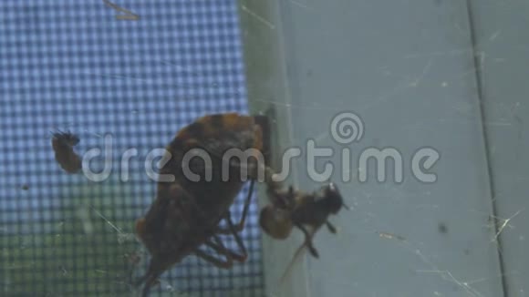 一个肮脏的蜘蛛网与死动物的特写视频的预览图