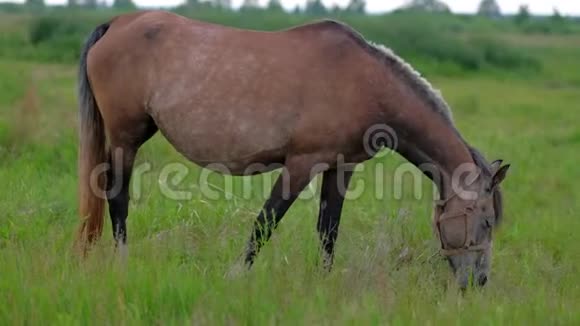 美丽的怀孕马在田野里吃草视频的预览图