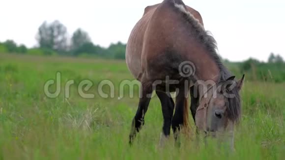 美丽的怀孕马在田野里吃草视频的预览图
