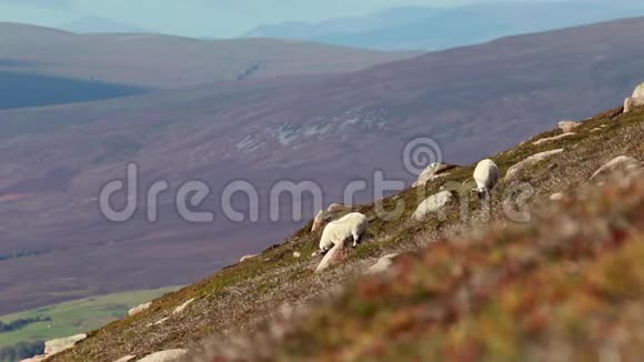 苏格兰黑脸羊奥维斯白羊早上在山坡上吃草苏格兰视频的预览图