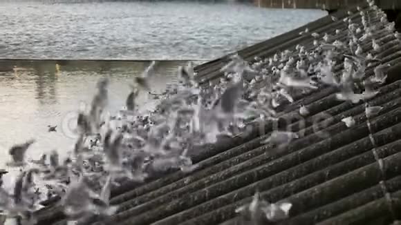 在城市里飞翔的鸽子视频的预览图