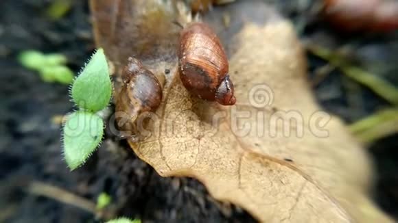 棕色叶子上爬行的小蜗牛视频的预览图