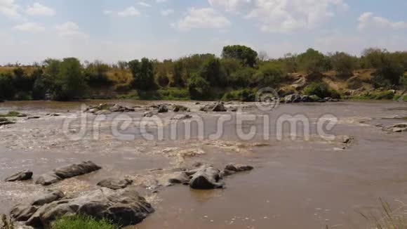 非洲褐水的马拉河急流视频的预览图