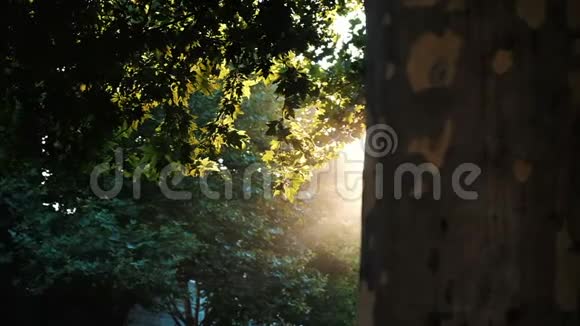 慢动作树枝上的叶子在日落的光线中发光阳光从树的树冠后面出来一片明亮视频的预览图