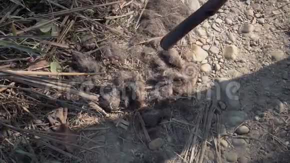 尼泊尔赤湾国家公园路上发现的老虎视频的预览图
