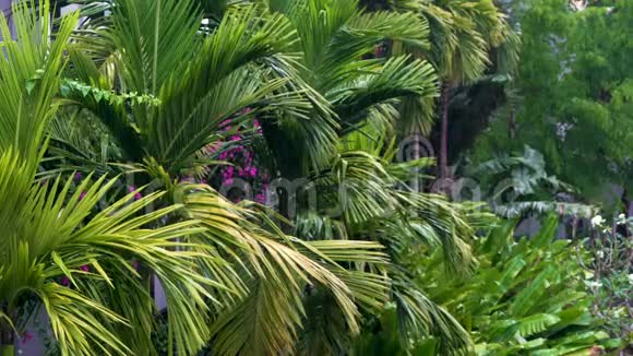 热带雨暴雨或雷暴雨在绿丛林环境下有棕榈树视频的预览图