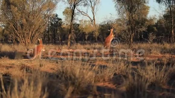三只袋鼠澳大利亚视频的预览图