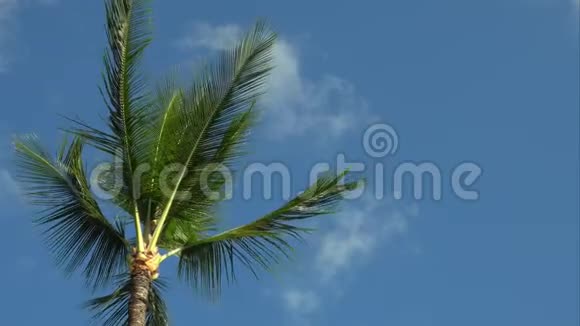 棕榈树随风飘动向右旋转视频的预览图