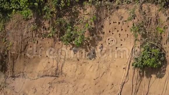 燕子在沙坡的巢鸟地洞视频的预览图