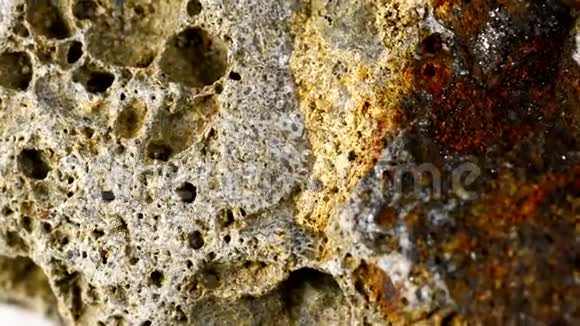 波罗的海石灰岩上的Bryozoa视频的预览图