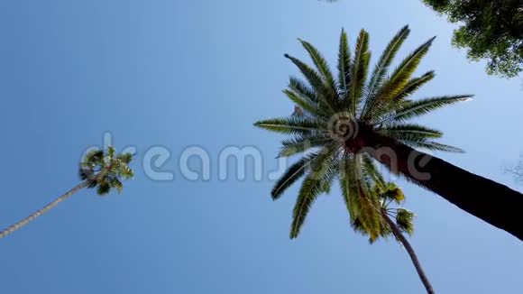 开着棕榈树穿过比佛利山庄视频的预览图