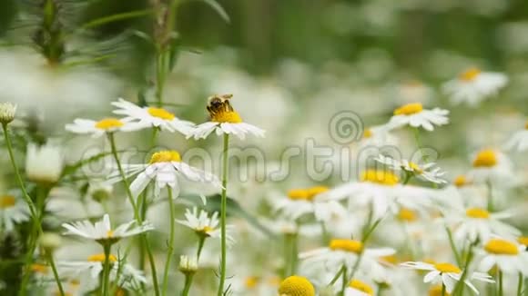 雏菊上的蜜蜂视频的预览图