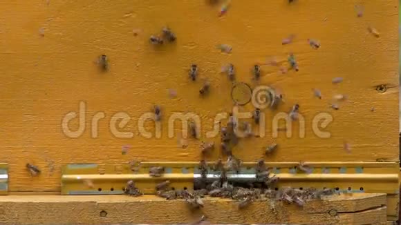 蜜蜂聚集到蜜蜂之家视频的预览图
