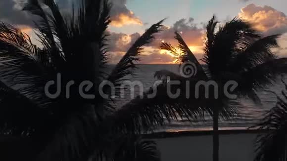日出时在热带海滩上随风而动的棕榈树剪影视频的预览图