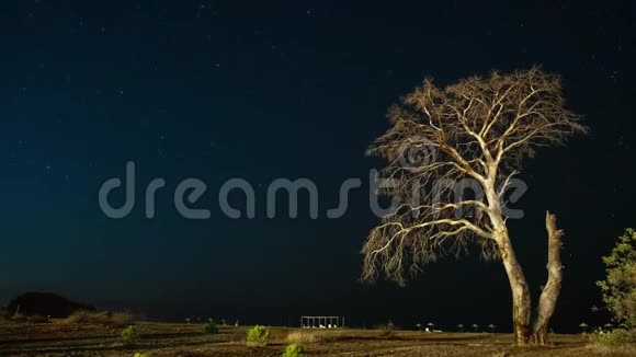 夜晚干燥的树在夜空的背景下视频的预览图