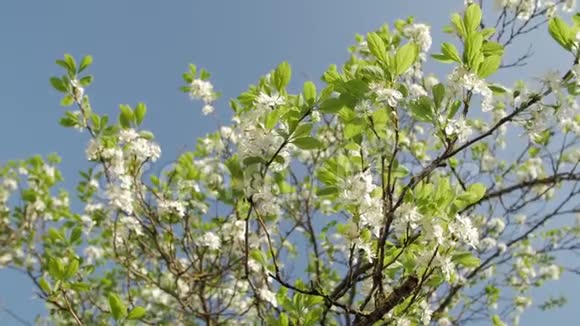 盛开的梅树梅树枝上覆盖着白色的花朵和蓝色背景上的叶子视频的预览图