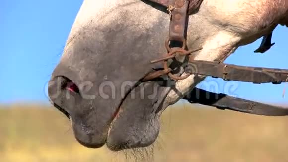 一匹马的鼻孔视频的预览图