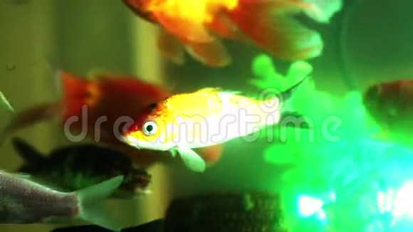 金鱼在鱼缸里游泳鱼在水族馆里游泳视频的预览图