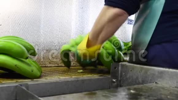 经营者在香蕉包装行业切割绿色香蕉树枝视频的预览图