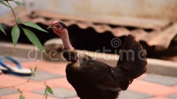 黑母鸡带着裸颈发出声音来自一个农场这个品种也被称为Transylvanian裸颈鸡以及视频的预览图