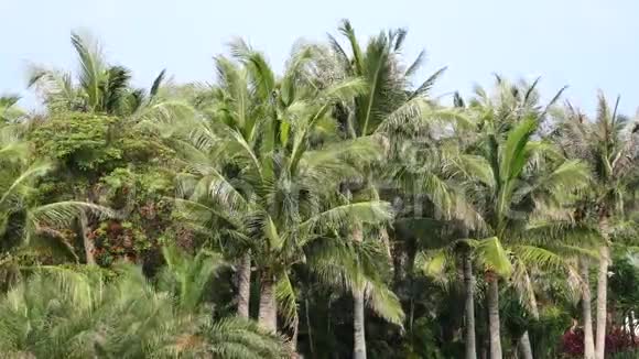 椰林视频的预览图