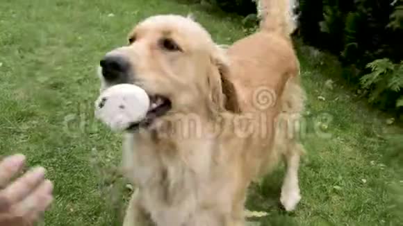 一只金色的猎犬在花园里和他的主人女人玩狗跑了A不想把玩具给主人A的手视频的预览图
