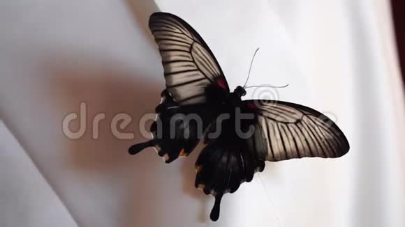 热带蝴蝶坐在白色婚纱上靠近视频的预览图