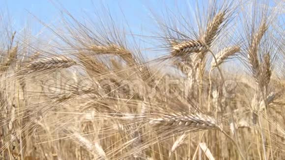 有成熟小麦的田野有紧密的穗状花序视频的预览图