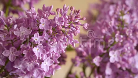 紫丁香的花盛开紫丁香视频的预览图