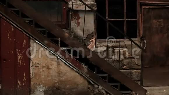 可怜的无家可归的小猫生活在一座废弃的建筑里视频的预览图
