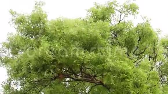 一棵Neem树的叶子经过凉爽的雨放松高清与来自印度的鸟声视频的预览图