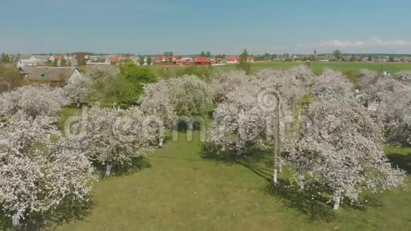 无人机飞过俄罗斯村庄里盛开的苹果园视频的预览图