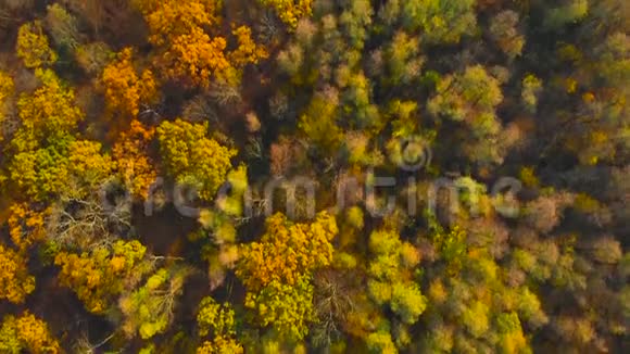 鸟瞰森林中五颜六色的秋树视频的预览图