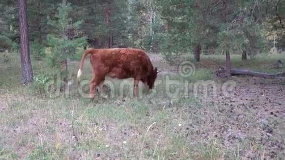 红白牛在一个夏天在松林中放牧视频的预览图