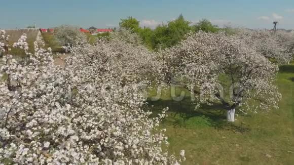 无人机飞过俄罗斯村庄里盛开的苹果园视频的预览图