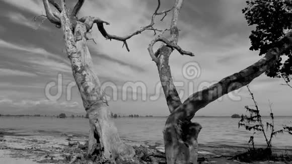 常平架Stedicam拍摄的一棵干枯枯死的树抽象的树枝映衬着天空海滩上孤独的干树干视频的预览图